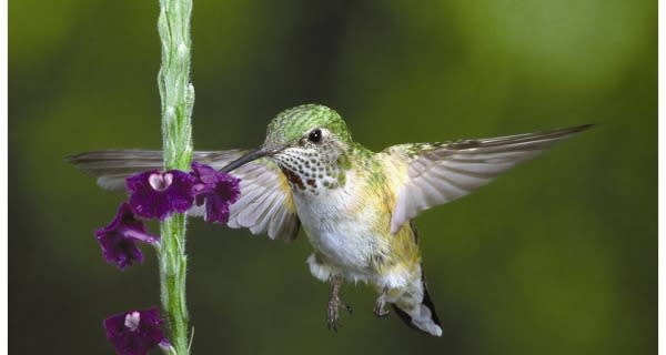 BUTTERFLY WORLD Coconut Creek, FL 33073