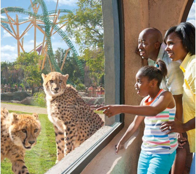 Busch Gardens In Tampa Busch Gardens In Tampa