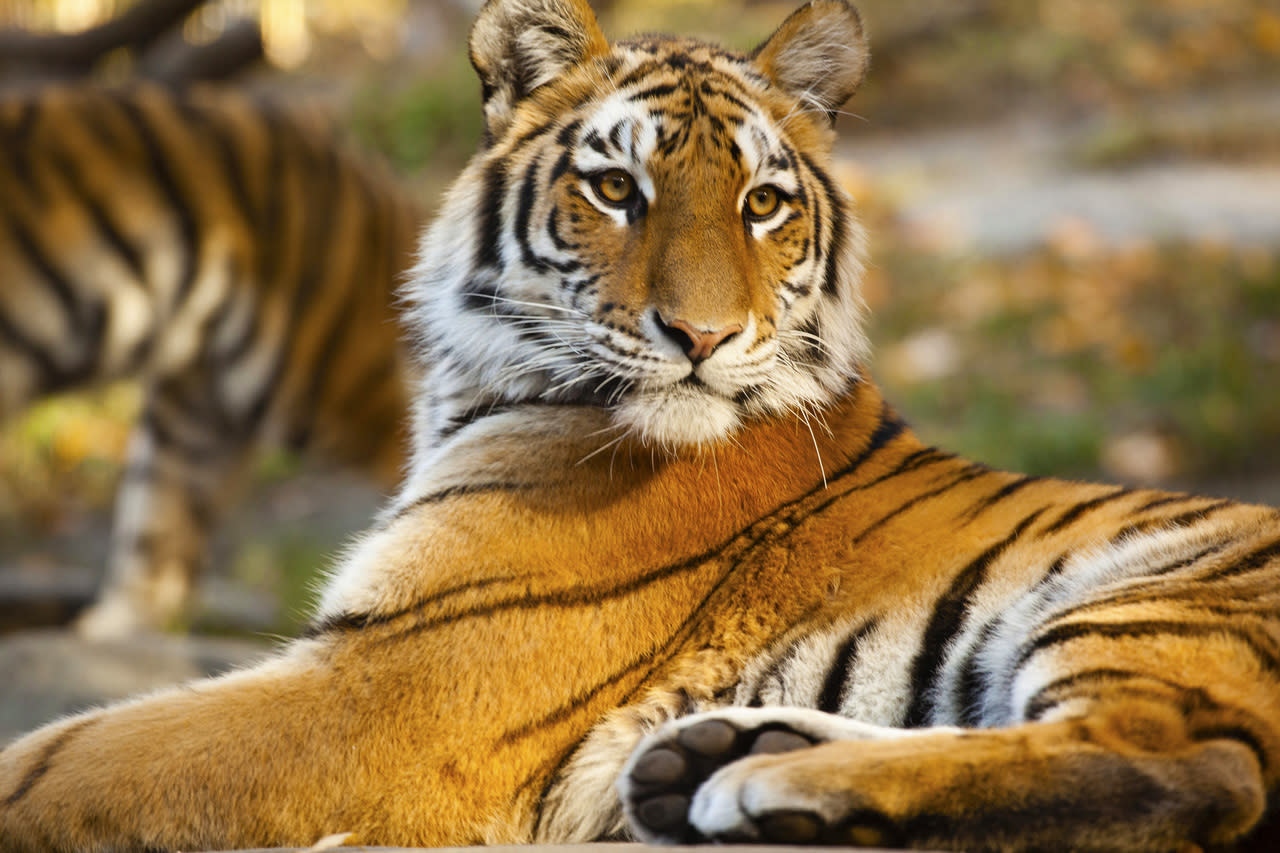 Bronx Zoo | Bronx, NY 10460