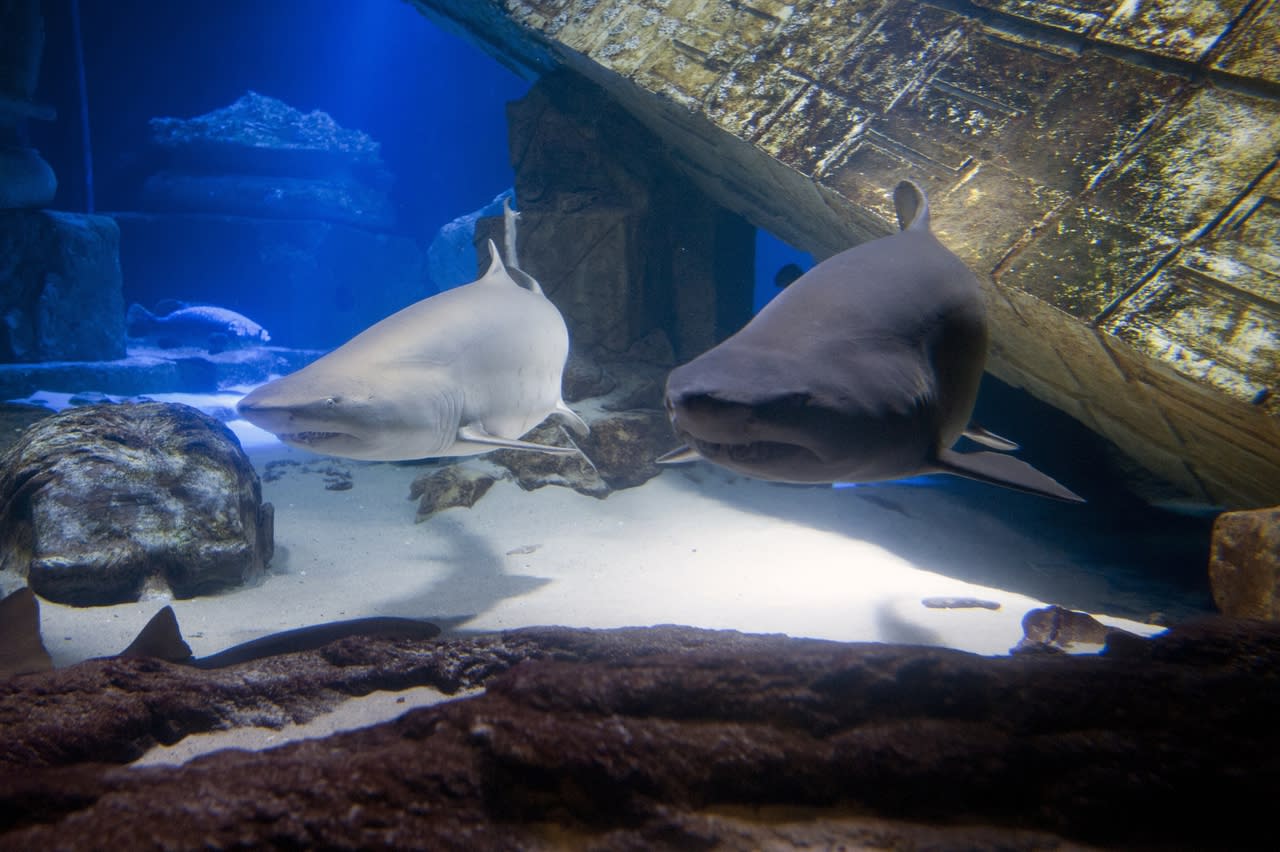 Long Island Aquarium | Riverhead, NY 11901 Long Island Aquarium | Riverhead, NY 11901