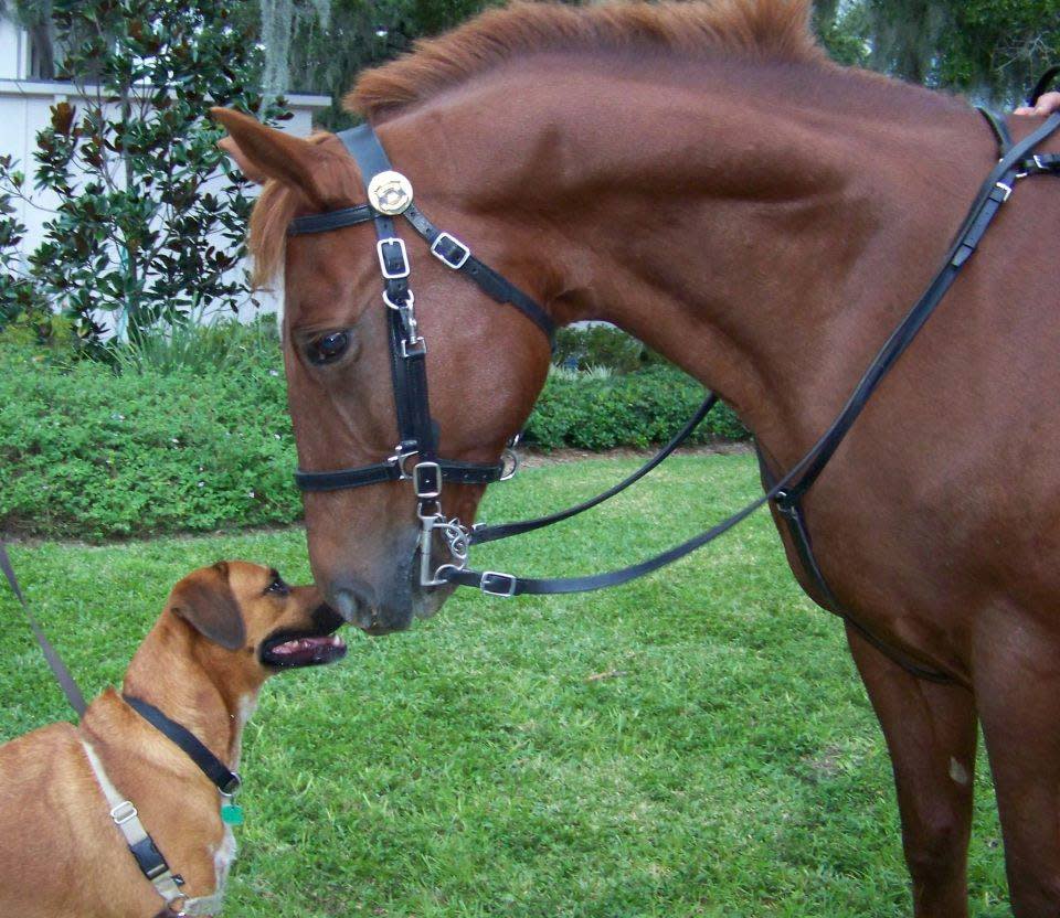 Annual Blessing of the Animals