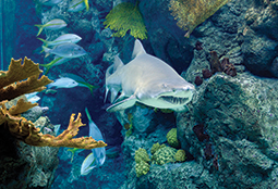Discounts on Top Attractions with the Tampa Bay CityPASS