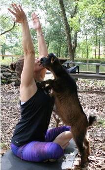 Goat Yoga!