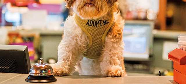 Pet Friendly Asheville Nc S Official Travel Site