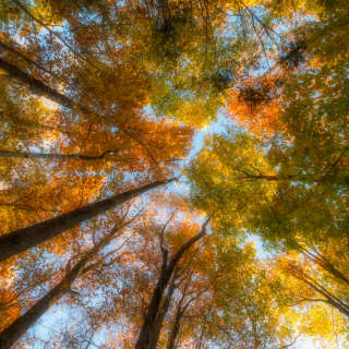 2015 Fall Color: Colorful Canopy