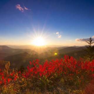 Red Fall Leaves at Sunrise