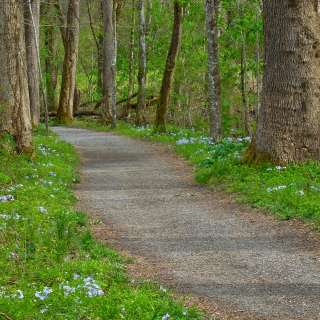 Wildflowers on Oconaluftee River Trail