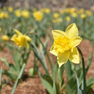 Daffodils