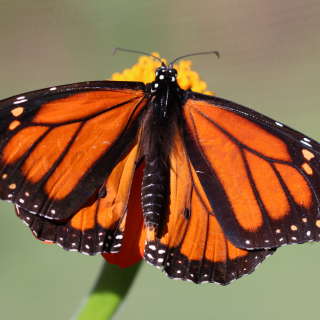 Monarch - Hop 'n Blueberry Farm