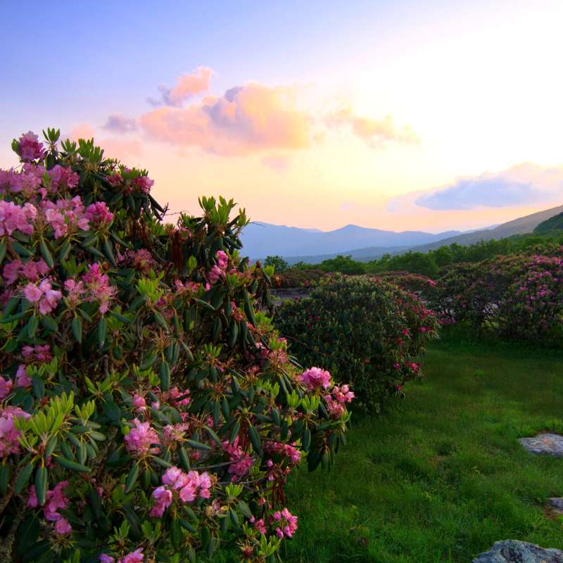 Spring Asheville, NC's Official Travel Site