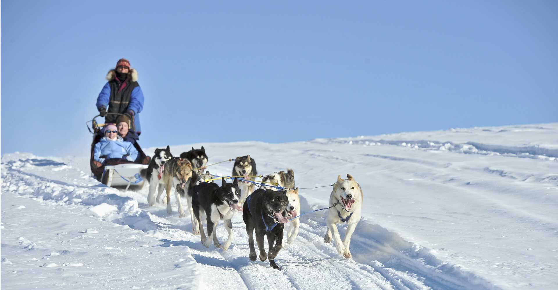 mushing tours alaska