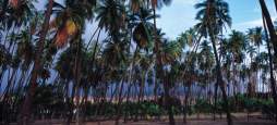 Kapuaiwa Coconut Grove Molokai Gohawaii Com