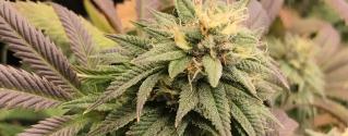 Cannabis Flower Pink