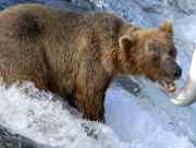 Brown bear fishing for salmon