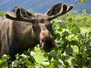 Wildlife sighting of a Moose near Anchorage