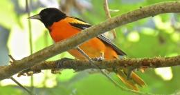 Baltimore Oriole