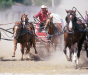 Wagon Races, Manitoba Stampede & Exhibition