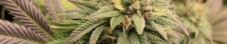 Cannabis Flower Pink