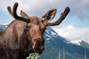 Moose borwsing near the mountains