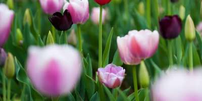 72,000 Tulips