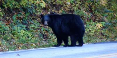 Photo of the Day: Even Bears Enjoy Fall in the Mountains