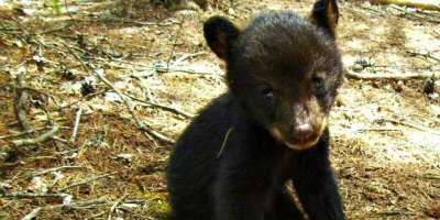 Baby Bear Rescued