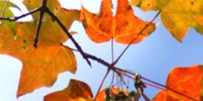 Asheville Area Fall Color Report