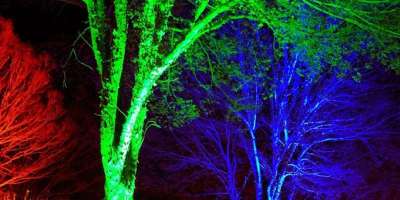 Winter Lights Dazzle the N.C. Arboretum