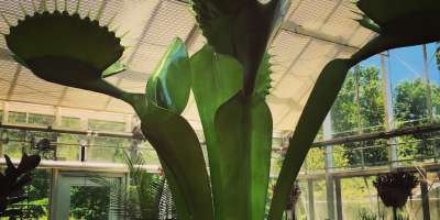 Savage Gardens: Invasion of the Bug Snatchers