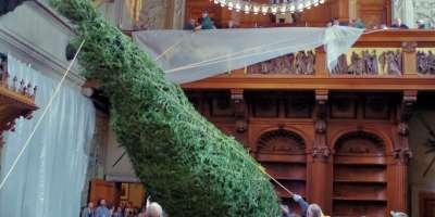 Biltmore Welcomes 35-Foot Christmas Tree