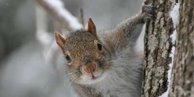 Finding Winter Wildlife