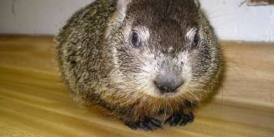 Asheville Celebrates Groundhog’s Day