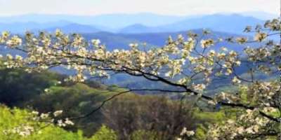 Video: Stunning Spring Blooms
