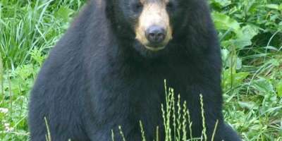 Bear Sightings Prompt Warning