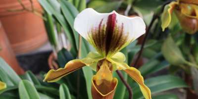 Chilly? Experience tropical luxury at the Biltmore