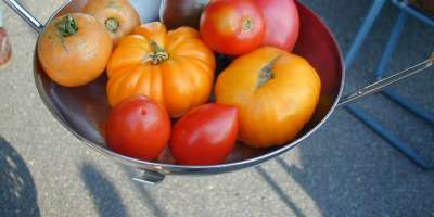 Feast on Downtown Tomato Walk
