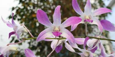 Radiant Orchids Brighten Biltmore's Conservatory