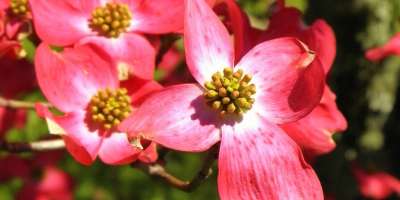 Mountain Blooms