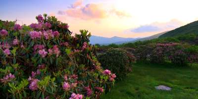 Rhododendron in bloom at Craggy Gardens near Asheville