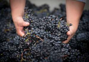 Harvest Wine Tours Napa Harvest Wine Tours Napa