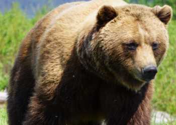 A brown bear lumbers through tall grass
