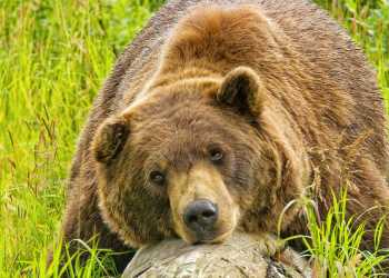 Alaska brown bear viewing Alaska Wildlife Conservation Center