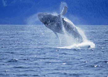 Humpback whale breaching