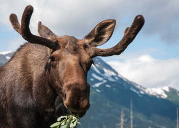 Moose borwsing near the mountains
