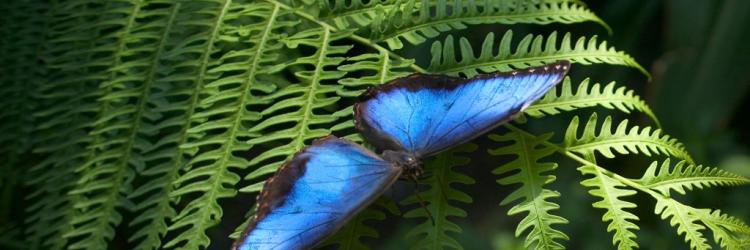 Butterfly Butterfly