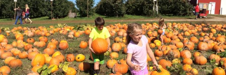 Pumpkin Patches Pumpkin Patches