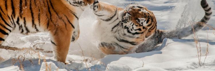 John Ball Zoo Tigers John Ball Zoo Tigers