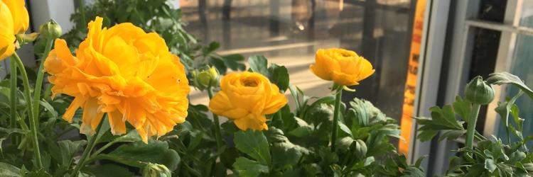 yellow flowers at greenhouse flowers at grand rapids greenhouse