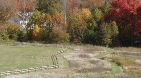 Fall Foliage