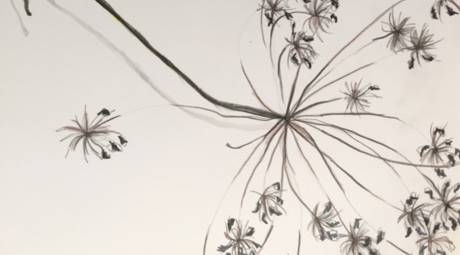 Botanical Drawing at Abington Art Center